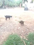 Original Pygmy Goats for Sale - 3