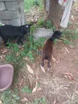 Original Pygmy Goats for Sale - 4