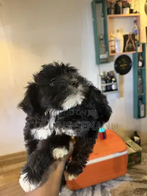 Male Mixed Breed Poodle Puppy, 1-3 Months Old