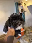 Male Mixed Breed Poodle Puppy, 1-3 Months Old - 2