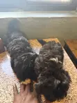 Male Mixed Breed Poodle Puppy, 1-3 Months Old - 3