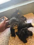 Male Mixed Breed Poodle Puppy, 1-3 Months Old - 4