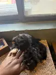 Male Mixed Breed Poodle Puppy, 1-3 Months Old - 5