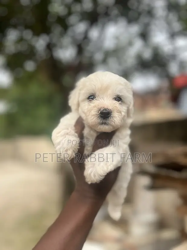 Female Purebred Maltese Puppy (0-1 Month) - 1