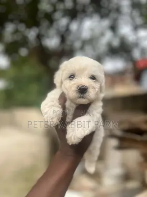 Female Purebred Maltese Puppy (0-1 Month)