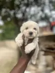 Female Purebred Maltese Puppy (0-1 Month) - 1