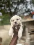 Female Purebred Maltese Puppy (0-1 Month) - 2