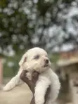 Female Purebred Maltese Puppy (0-1 Month) - 3
