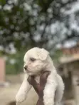 Female Purebred Maltese Puppy (0-1 Month) - 4