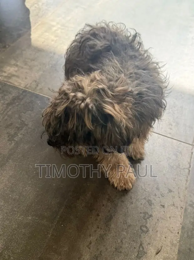 Male Maltipoo Puppy - 3-6 Months - 1