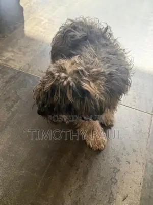 Male Maltipoo Puppy - 3-6 Months