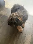 Male Maltipoo Puppy - 3-6 Months - 1