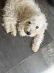 Male Maltipoo Puppy - 3-6 Months - 2