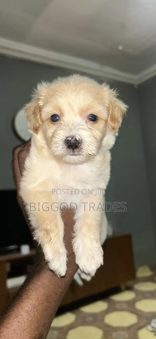 Male Purebred Maltipoo Puppy (1-3 Months) - 1
