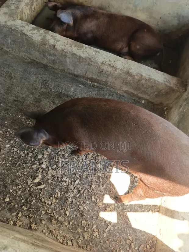 Duroc Pigs - Ready for Crossing (Male) - 1
