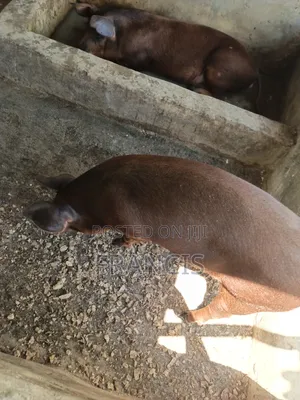 Duroc Pigs - Ready for Crossing (Male)