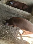 Duroc Pigs - Ready for Crossing (Male) - 1