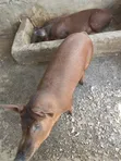 Duroc Pigs - Ready for Crossing (Male) - 2