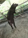 Duroc Pigs - Ready for Crossing (Male) - 4