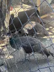 1 Pair Adolescent Indian Blue Peacocks - 3
