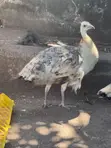 Pair of Pied Adolescent Peacocks - 1