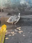 Pair of Pied Adolescent Peacocks - 2