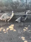 Pair of Pied Adolescent Peacocks - 3