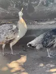 Pair of Pied Adolescent Peacocks - 4