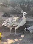 Pair of Pied Adolescent Peacocks - 5