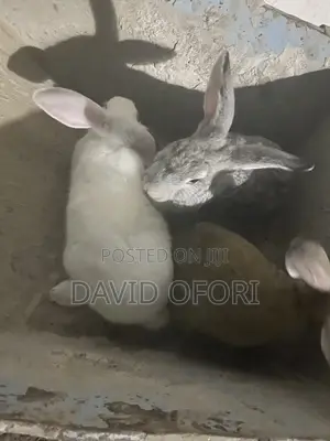 Rabbits for Sale - Various Ages