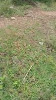 Half Plot for Sale at Dawhenya - 2