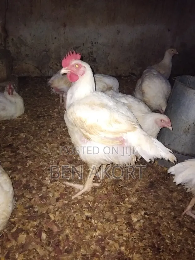 Broilers for Sale (Bulk) - 1