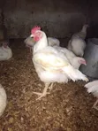 Broilers for Sale (Bulk) - 1
