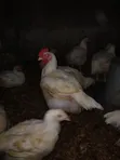 Broilers for Sale (Bulk) - 2