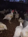 Broilers for Sale (Bulk) - 3