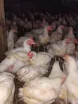 Broilers for Sale (Bulk) - 4