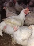 Broilers for Sale (Bulk) - 5
