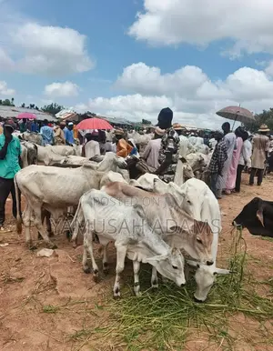 Healthy and Strong Gudali Cows