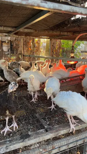 6-Week Old Turkeys