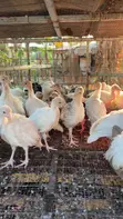 6-Week Old Turkeys - 2