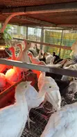 6-Week Old Turkeys - 3
