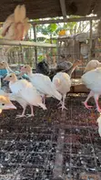 6-Week Old Turkeys - 4