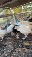 6-Week Old Turkeys - 5