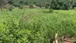 2 Plots of Land for Sale at Dodowa - 1