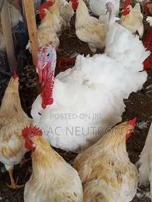 Hybrid Turkey Birds and Poultry