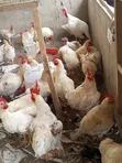 Hybrid Turkey Birds and Poultry - 2