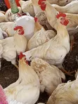 Hybrid Turkey Birds and Poultry - 3