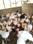 Hybrid Turkey Birds and Poultry - 4