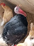 Hybrid Turkey Birds and Poultry - 5