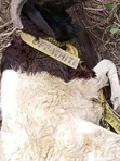 Sheep Available for Sale - 2